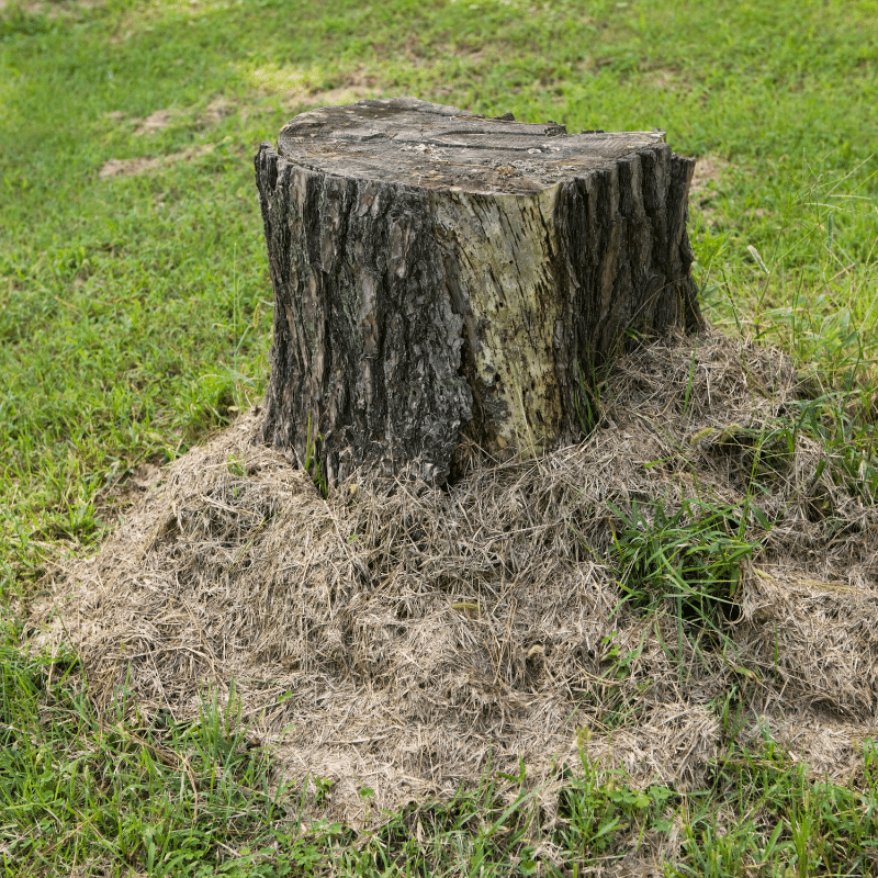 Stump Grinding